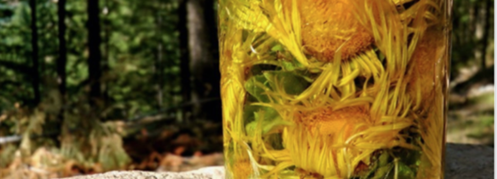Prepara esta planta en infusión y limpia tus riñones… le llaman la planta curativa.