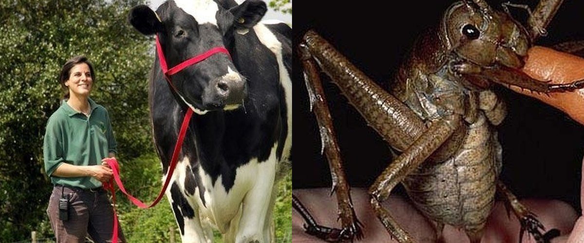 Animales tan grandes que no parecen ser reales