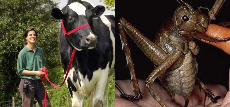 Animales tan grandes que no parecen ser reales