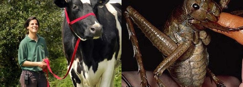 Animales tan grandes que no parecen ser reales