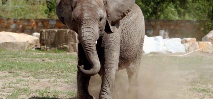 Una Turista Alemana Muere Pisoteada Por Elefante En Zimbabue