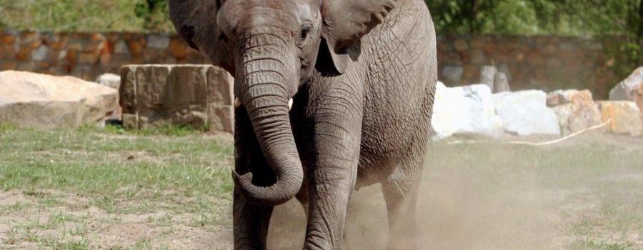 Una Turista Alemana Muere Pisoteada Por Elefante En Zimbabue