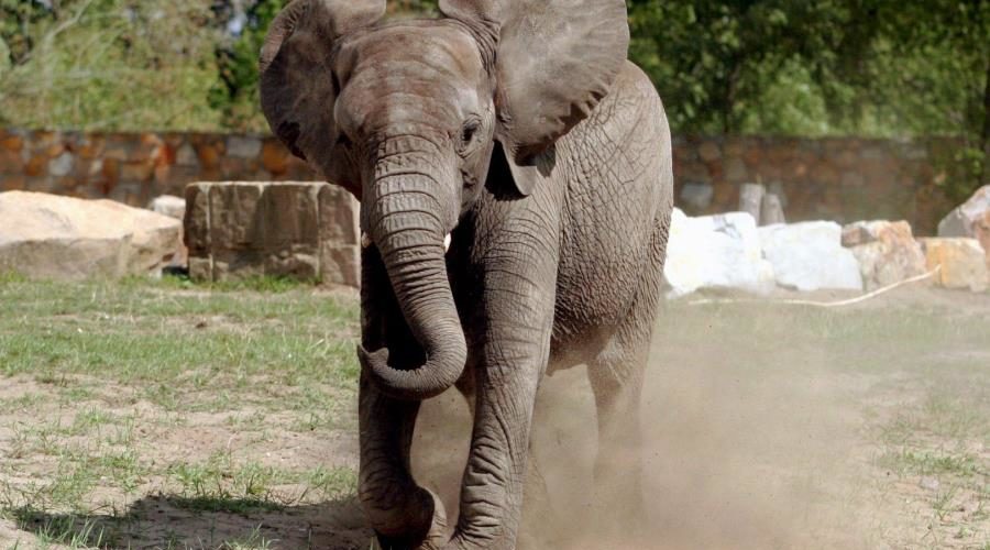 Una Turista Alemana Muere Pisoteada Por Elefante En Zimbabue