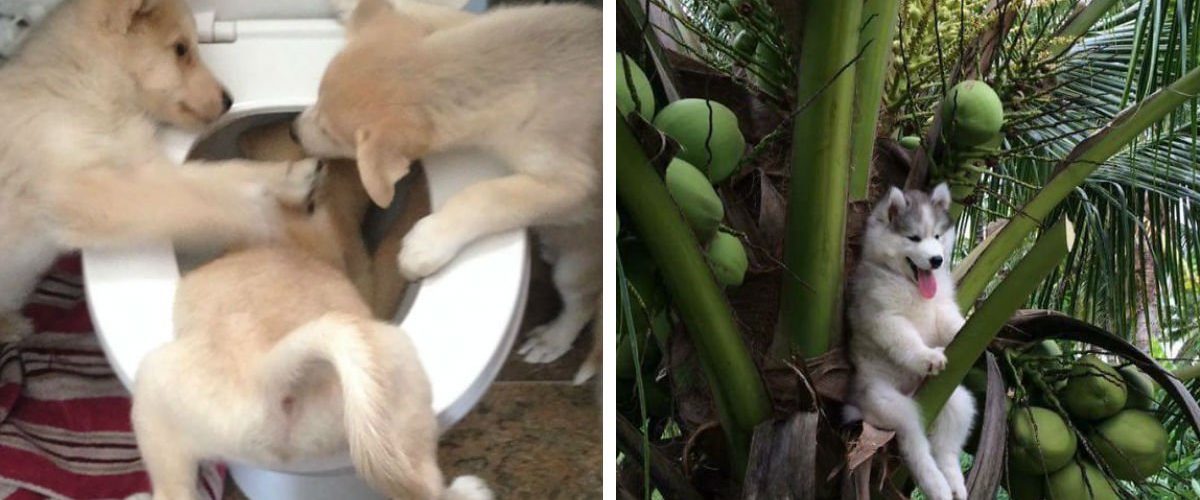 Diese lustigen Bilder von merkwürdig agierenden Hunden werden deinen Tag versüßen!