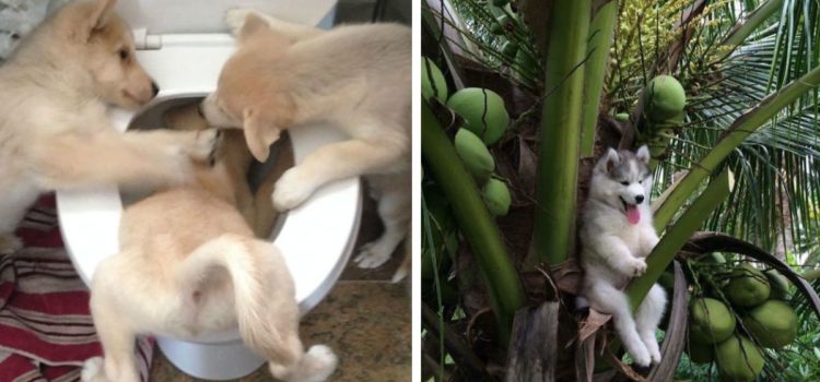 Diese lustigen Bilder von merkwürdig agierenden Hunden werden deinen Tag versüßen!