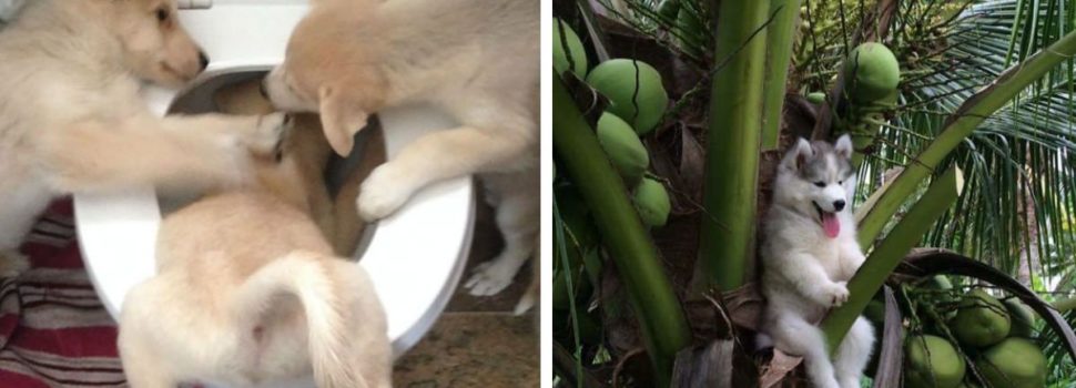 Diese lustigen Bilder von merkwürdig agierenden Hunden werden deinen Tag versüßen!
