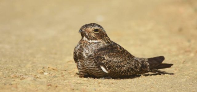 El pajarito que canta en las noches de la capital
